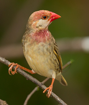Red-billed Quelea male